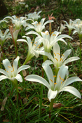 Atamasco Lilies I