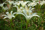Atamasco Lilies II