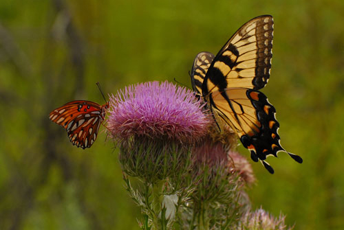 Butterfly Friends