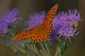 Butterfly on Thistle