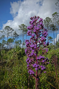 Deer Tongue I